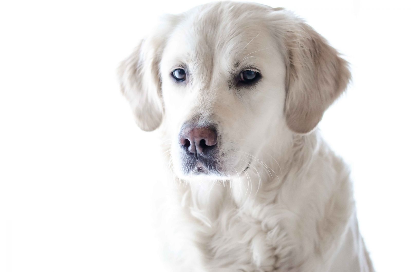 Angebot Hundekrankenversicherung anfordern