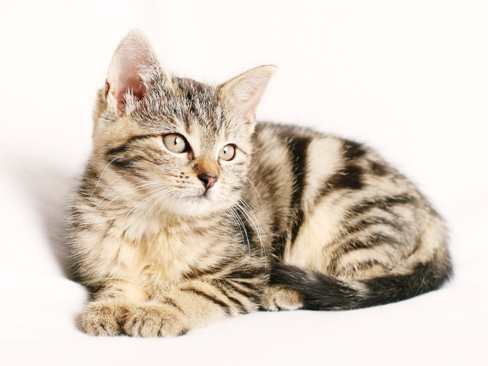 Angebot Katzenkrankenversicherung anfordern