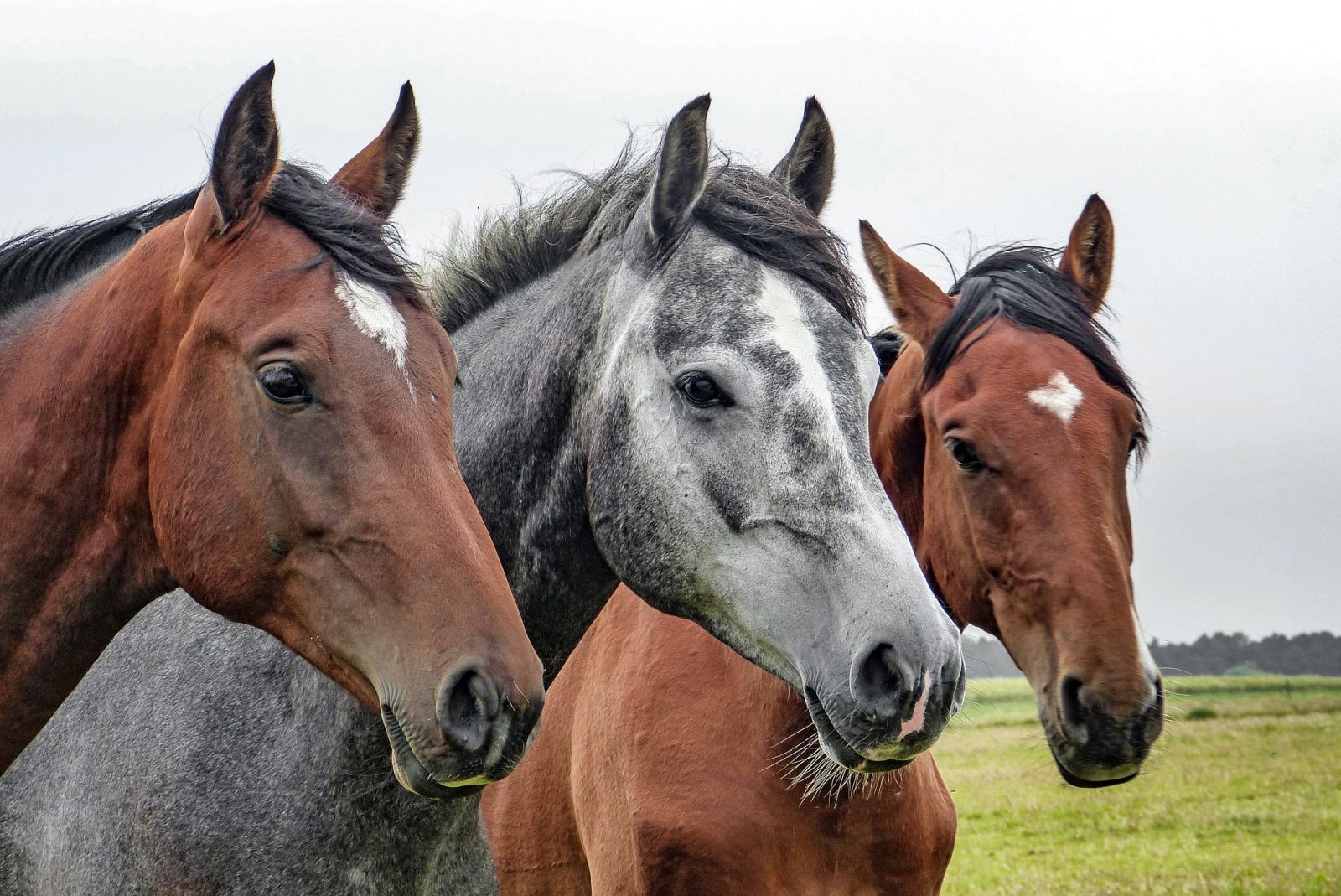 Pferdelebensversicherung